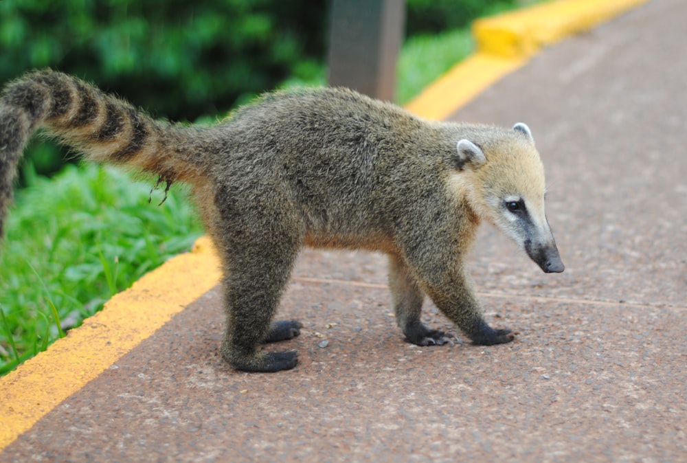 shallow focus photo of white-nosed coati