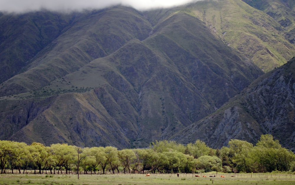 green trees and mountain