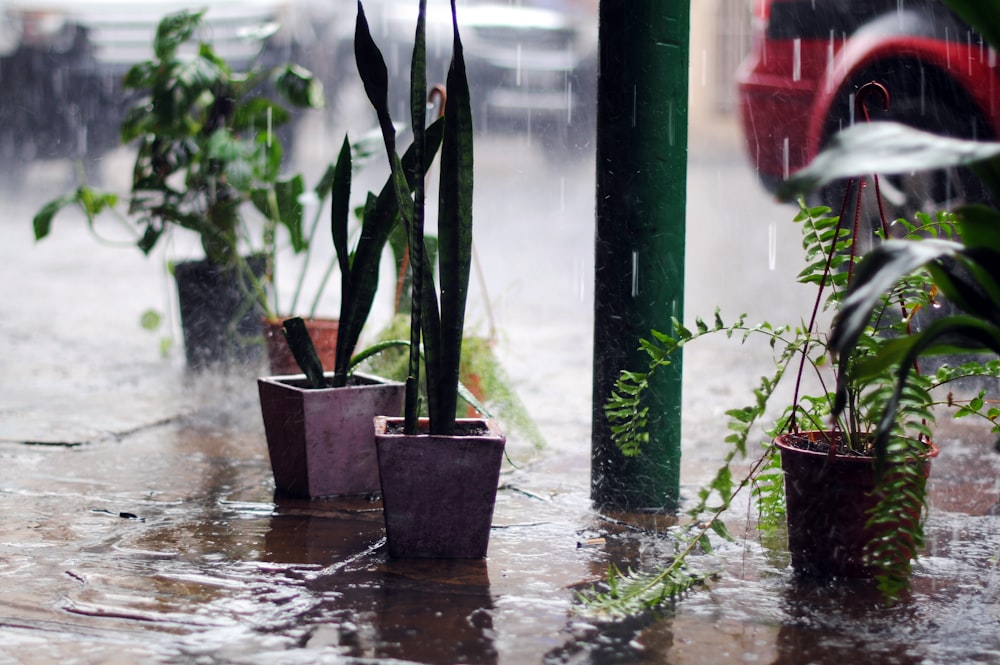 rain pouring over potted plants along sidewalk