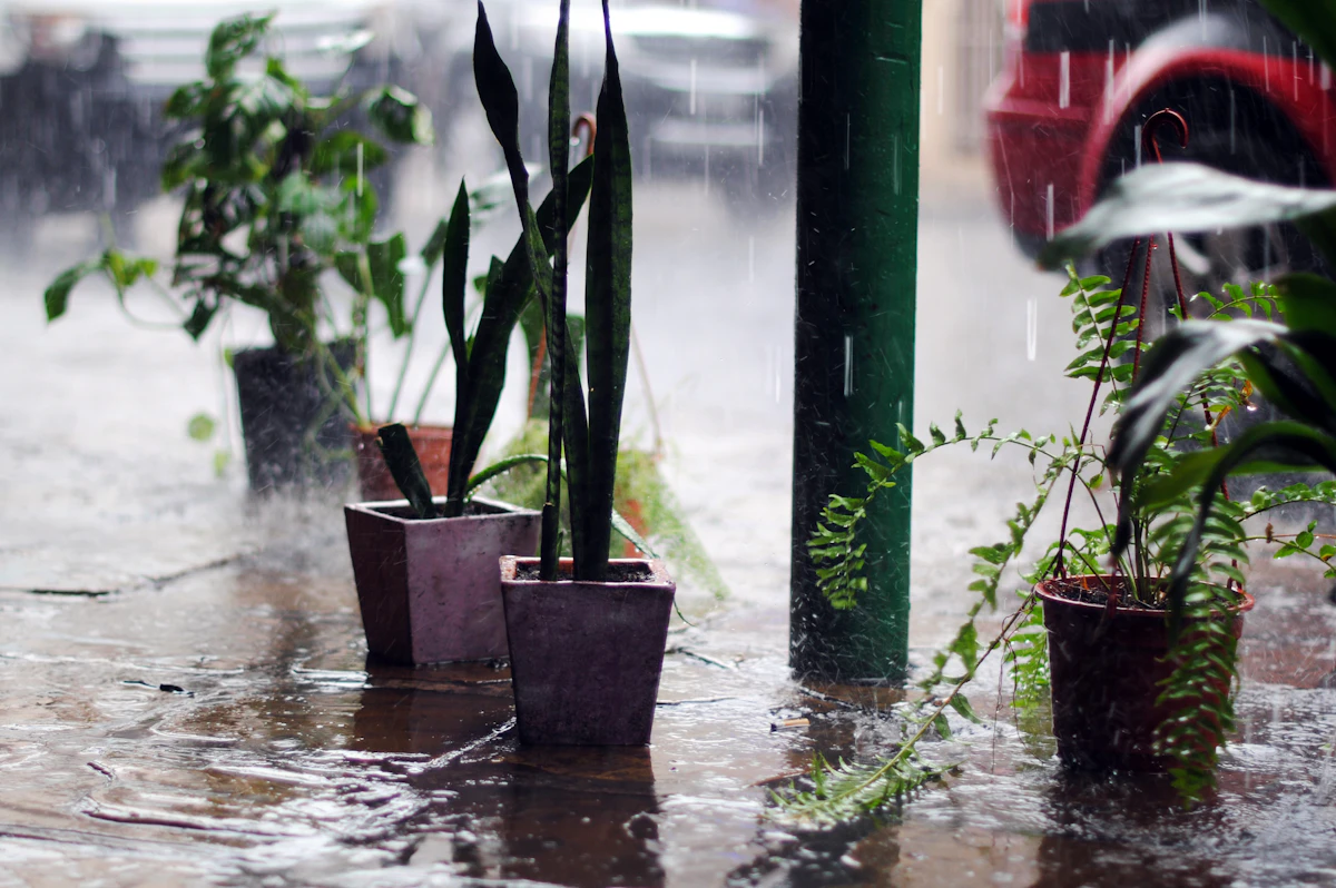 Overwatered Plant Recovery India