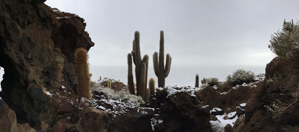 green cacti plants