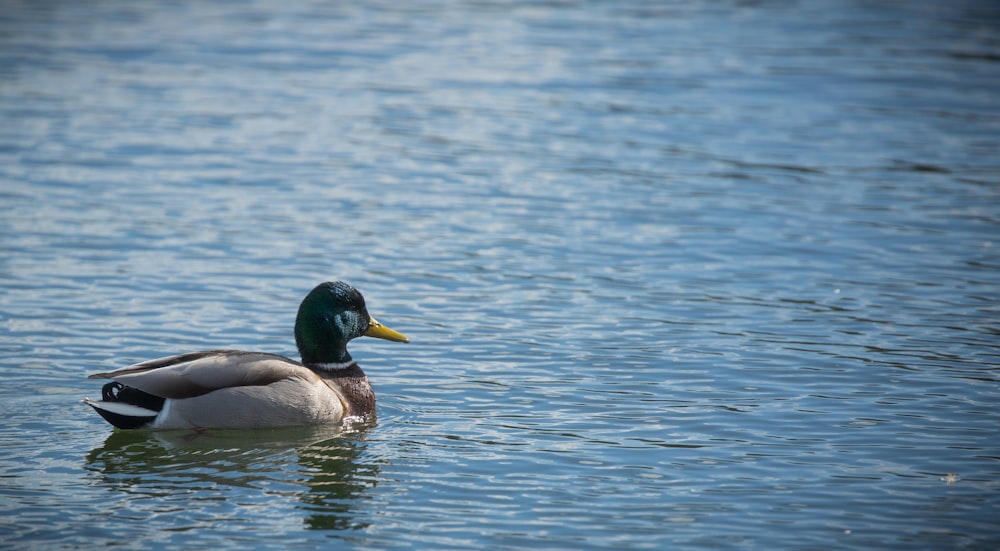 mallard ducks on body of water