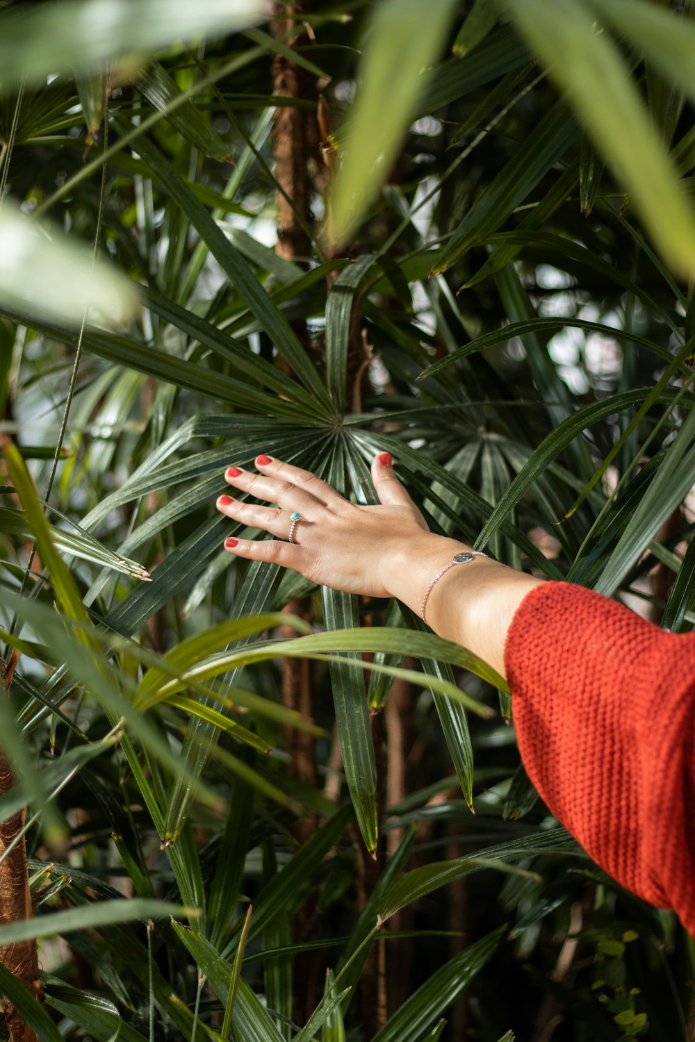 hand touching green leaf tree