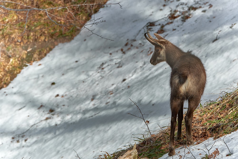 animal marrom em área aberta