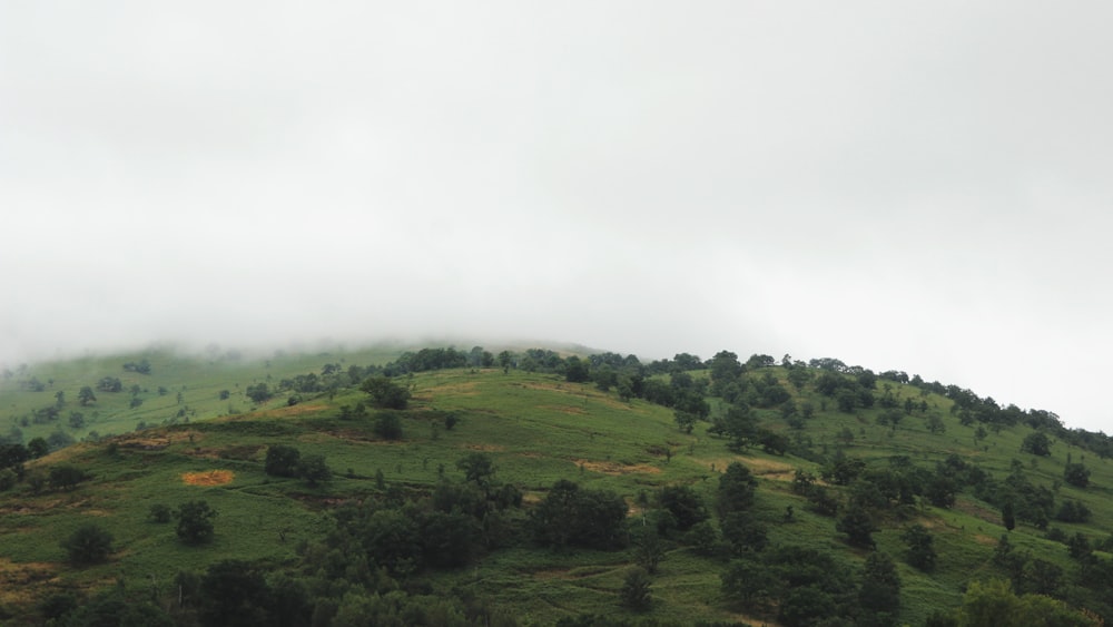 aerial view photography of green forest