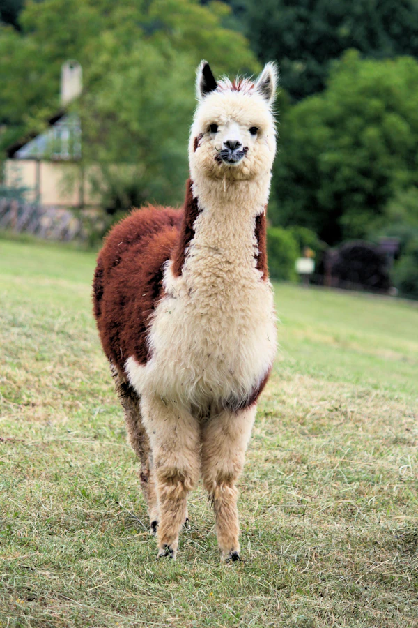 An alpaca with white and brown fleece