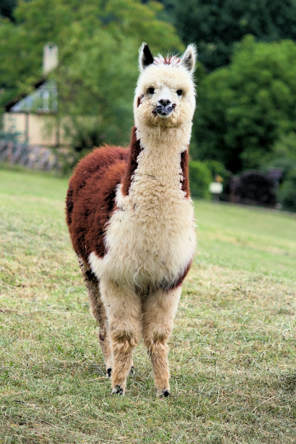 alpaca bianco e marrone in piedi