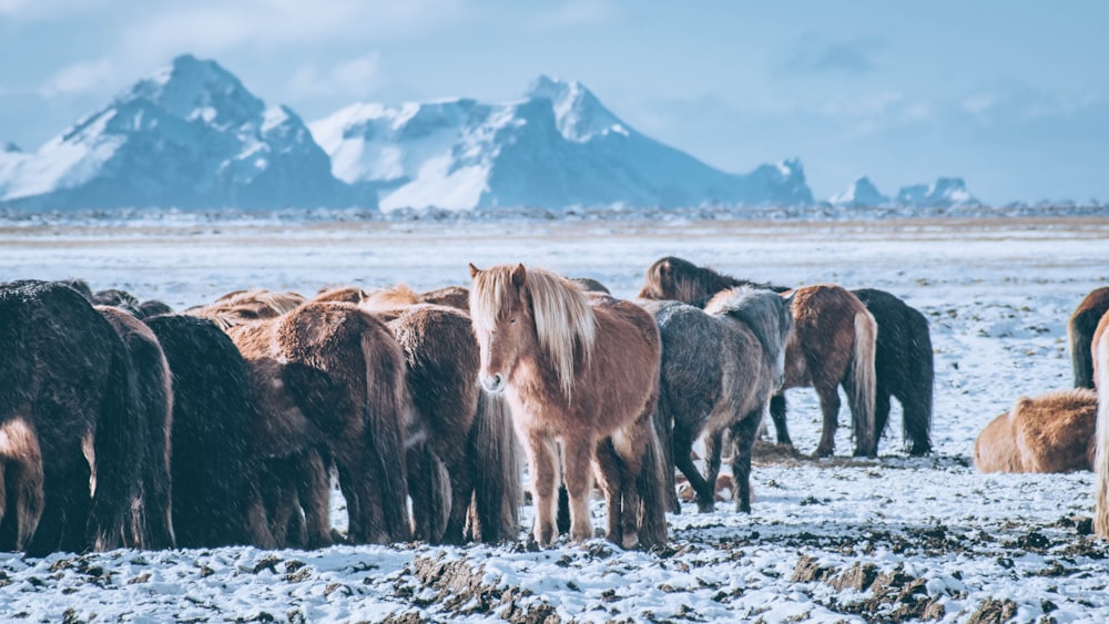 brown and gray horses