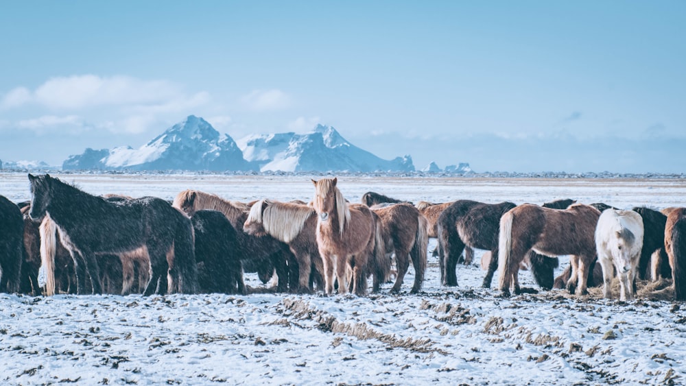 assorted-color of horses under clear blue sky