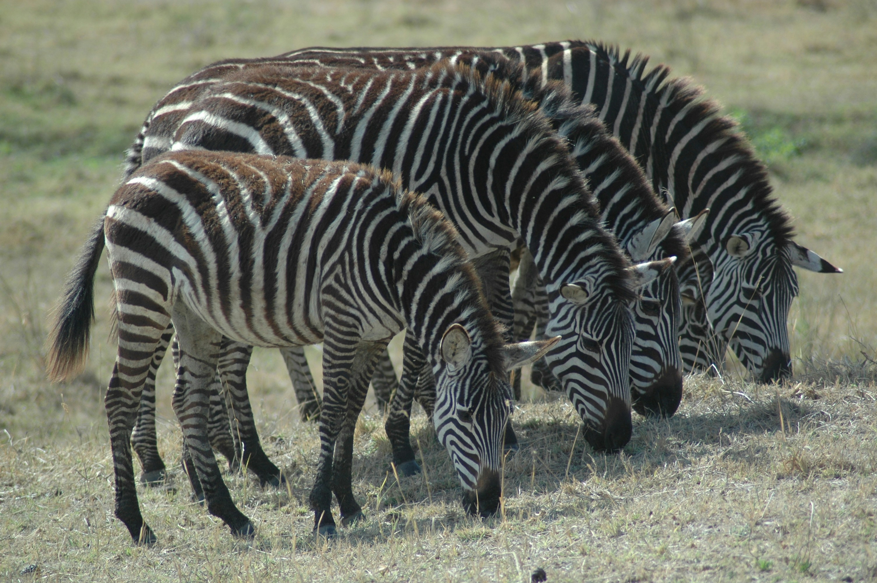 five zebra eating grass during daytime photo Free Animal Image on Unsplash