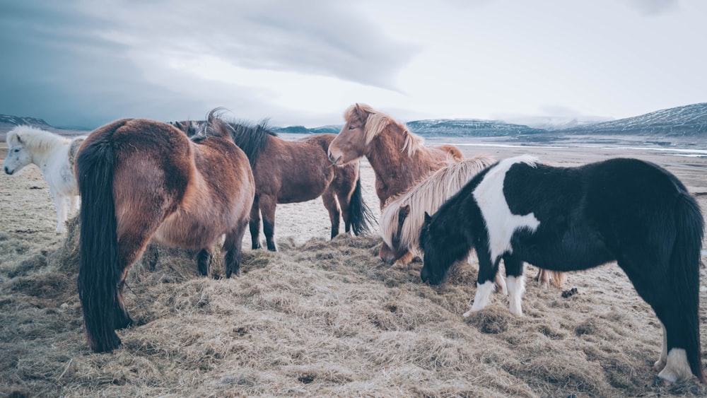 group of horses standing on sand