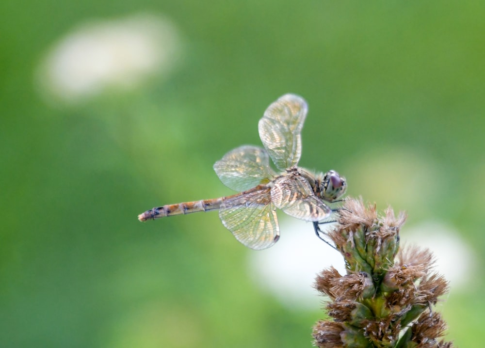 macro photography of brown and white dragonfly