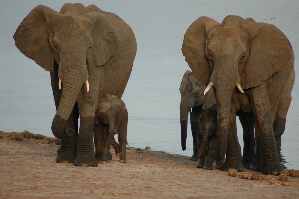 Cinq éléphants sur le rivage