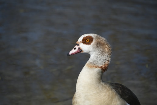 The image features a close-up of a duck with distinctive brown and white feather patterns and an orange eye standing against a blurred background of water.