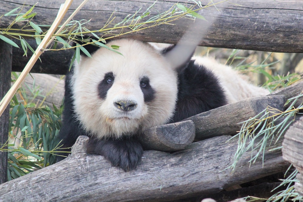 panda lying on wood beside bamboo