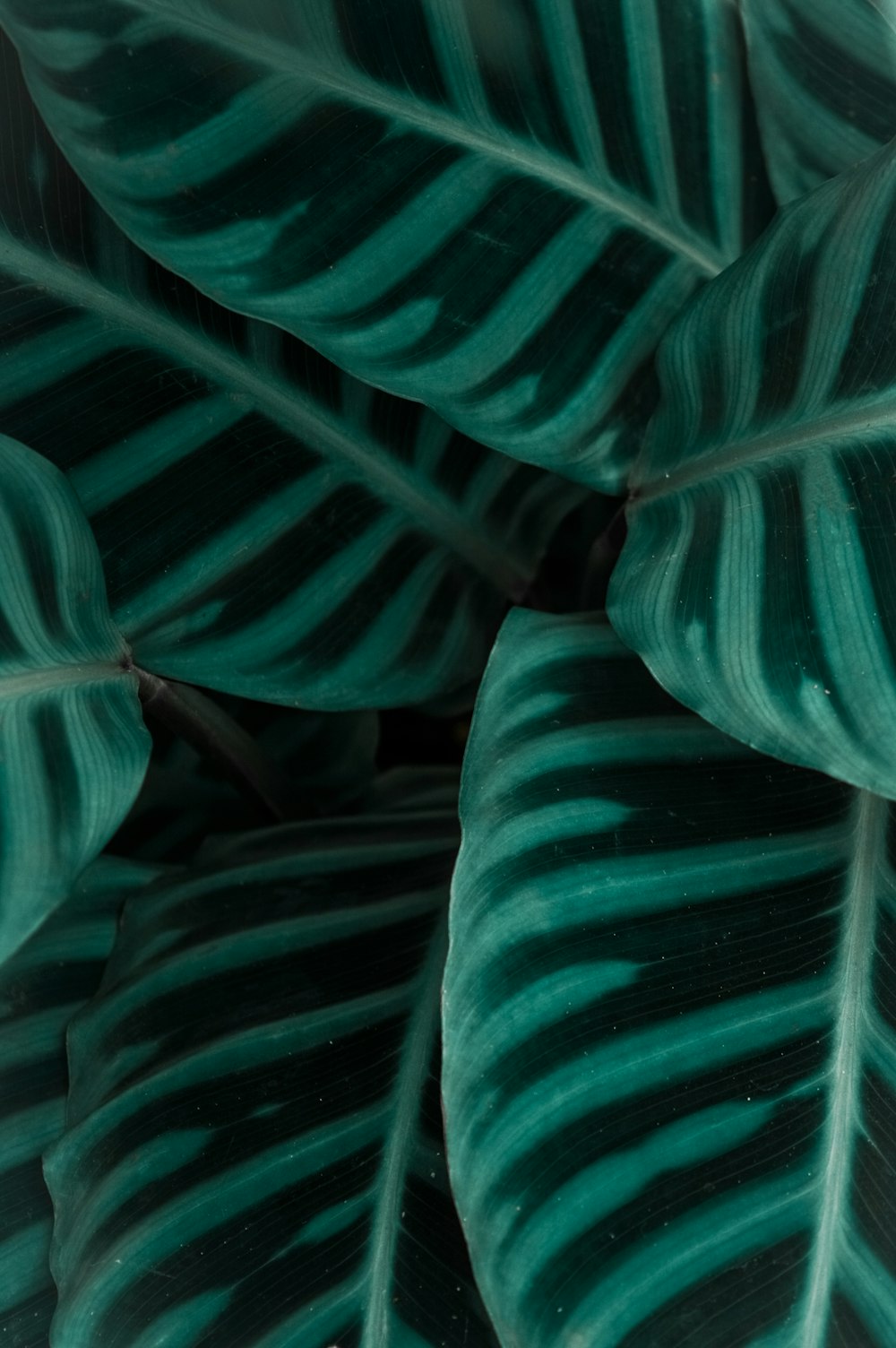 close-up photography of leaves