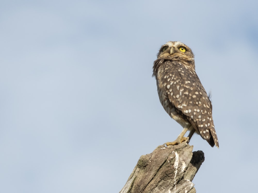 brown and black owl pearching on tree