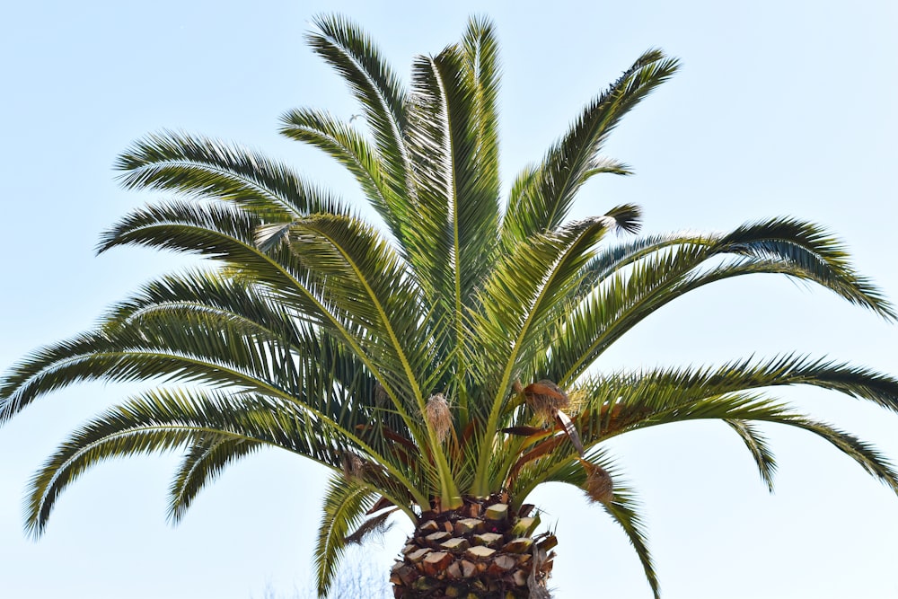 sago palm during day time