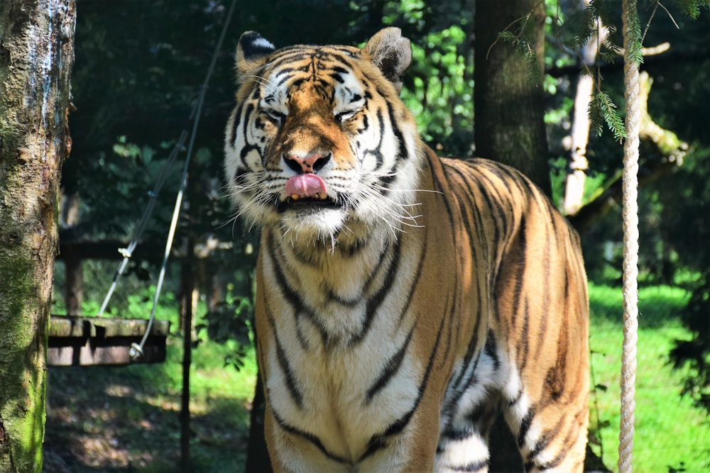 Bengal tiger standing during daytime