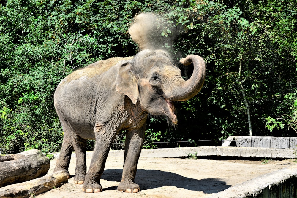 elephant wiggling trunk