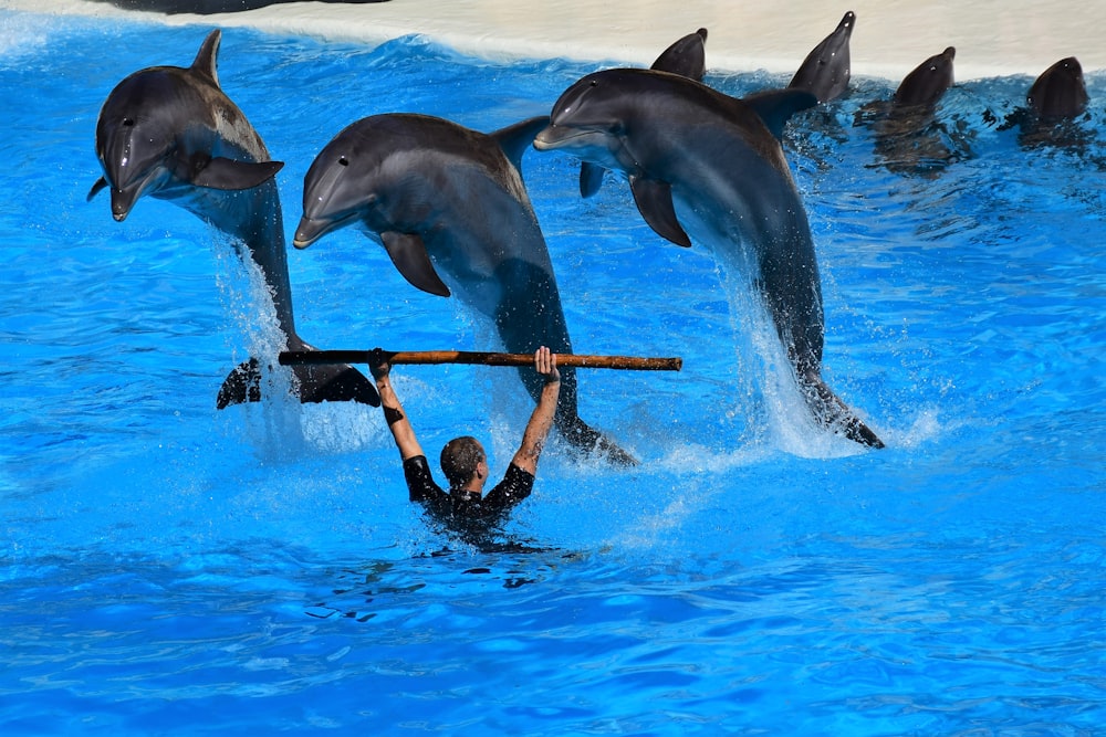 three black dolphins jumping