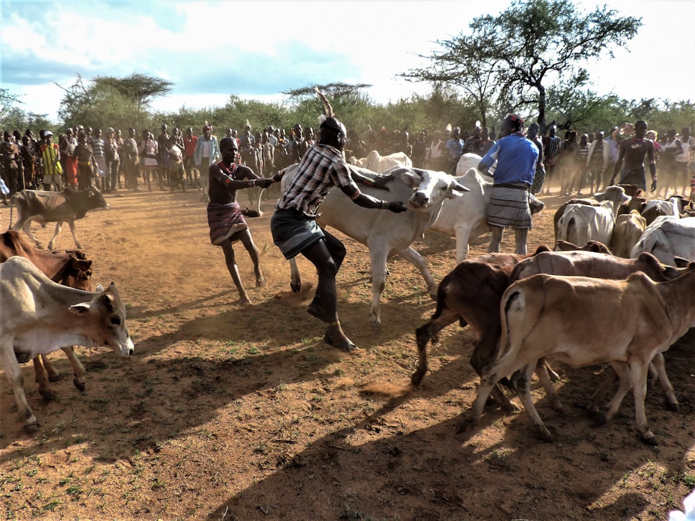 brown and white cows surrounded by people