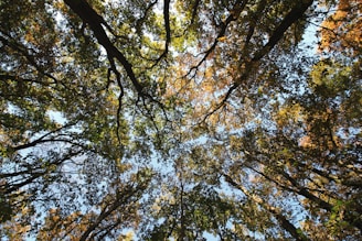 shallow focus photography of tall trees under blue sky at daytime