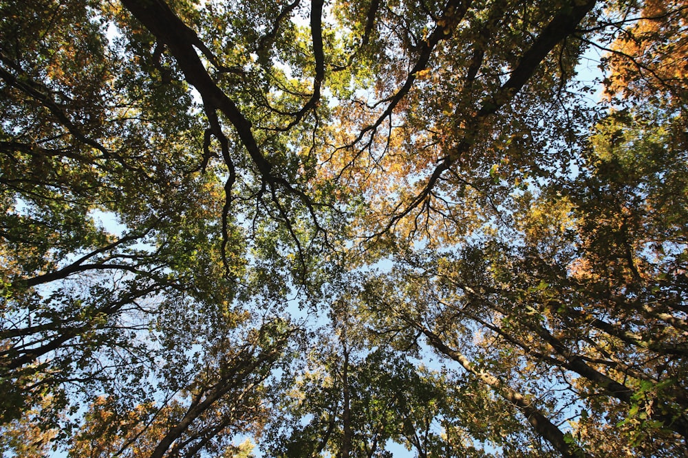 Flachfokusfotografie von hohen Bäumen unter blauem Himmel bei Tag