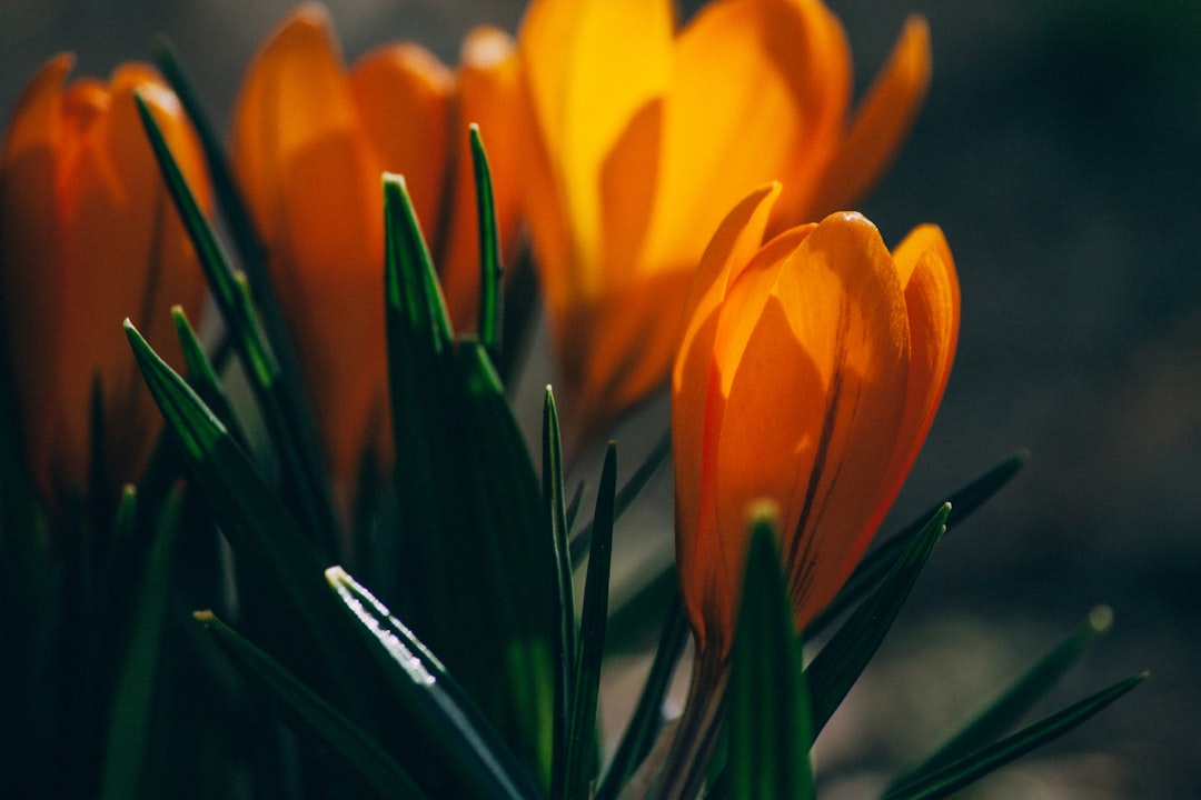 orange tulips