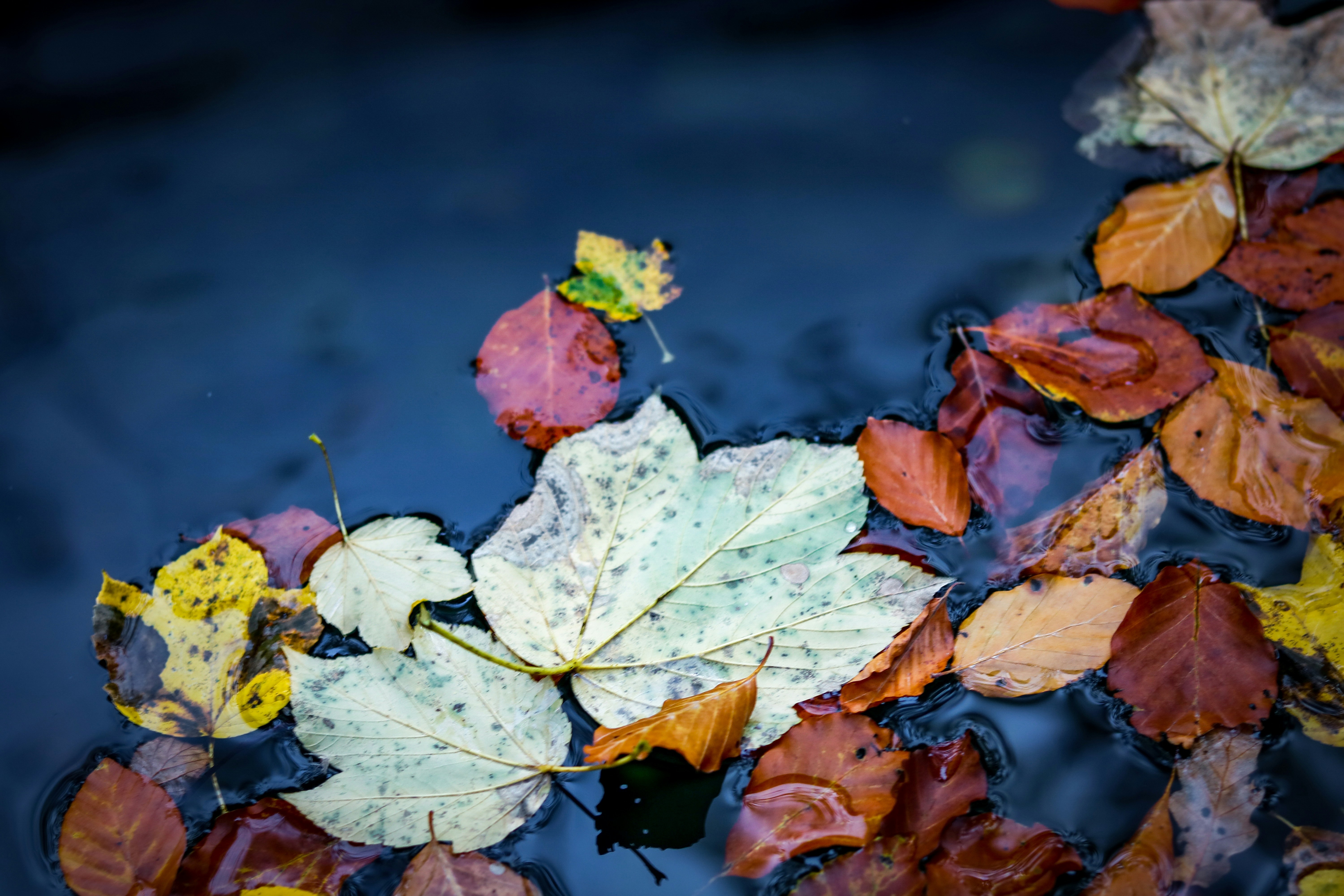 Photo by ovidiugruescu