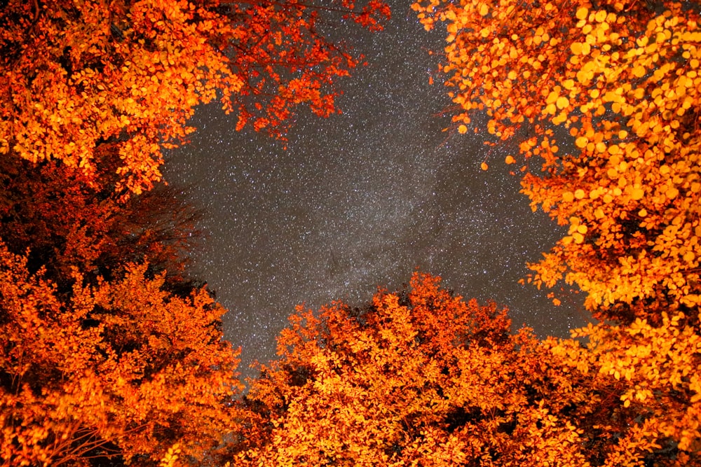 a group of trees with orange and yellow leaves