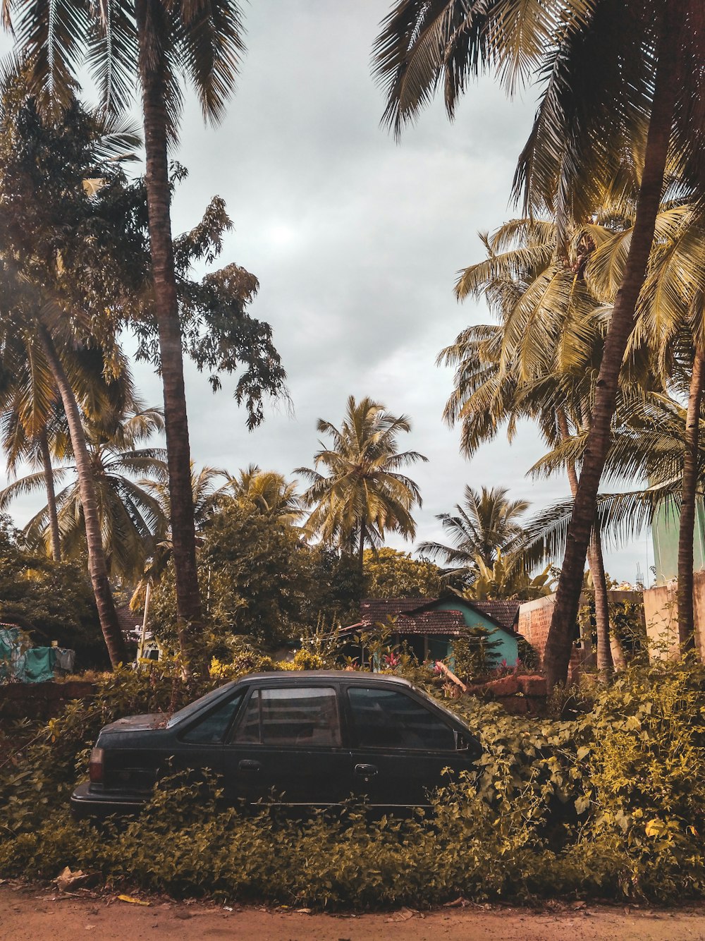black sedan surrounded by green coconut trees