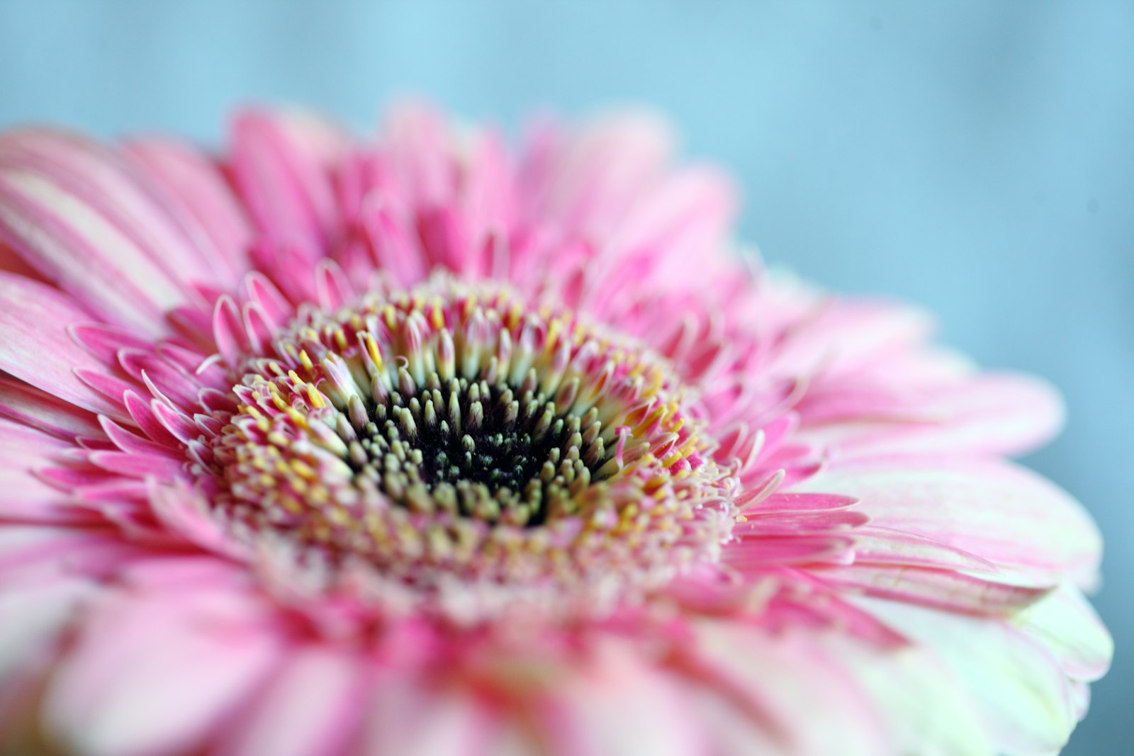 Canon EOS 5D Mark II + Canon EF 100mm F2.8 Macro USM sample photo. Photo of pink flower photography