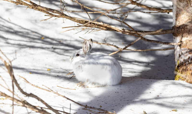 Snowshoe Hare (Lepus americanus) in natural habitat