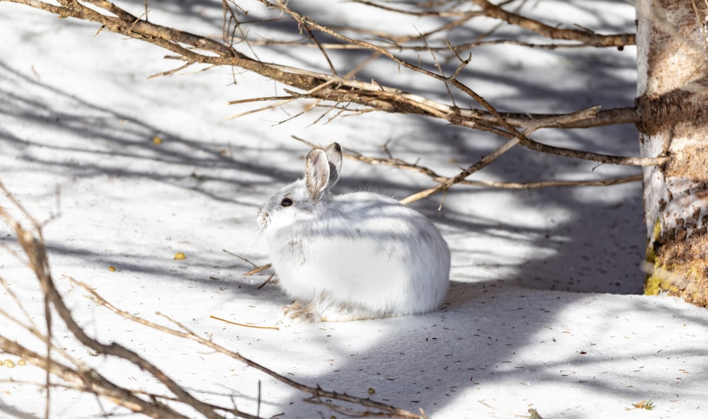 white rabbit surrounded by snow