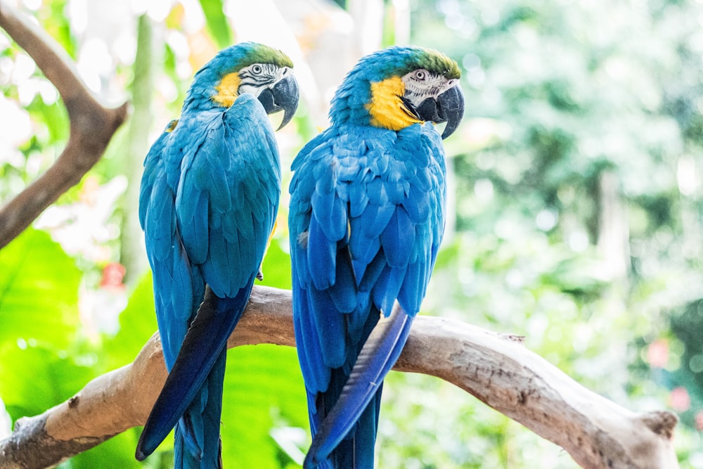 two blue macaws perching on branch