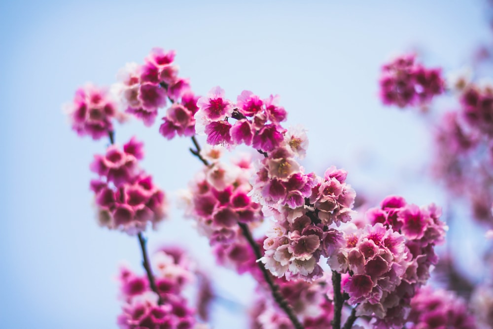 pink cluster flowers