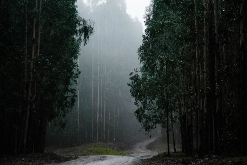 green-leafed trees