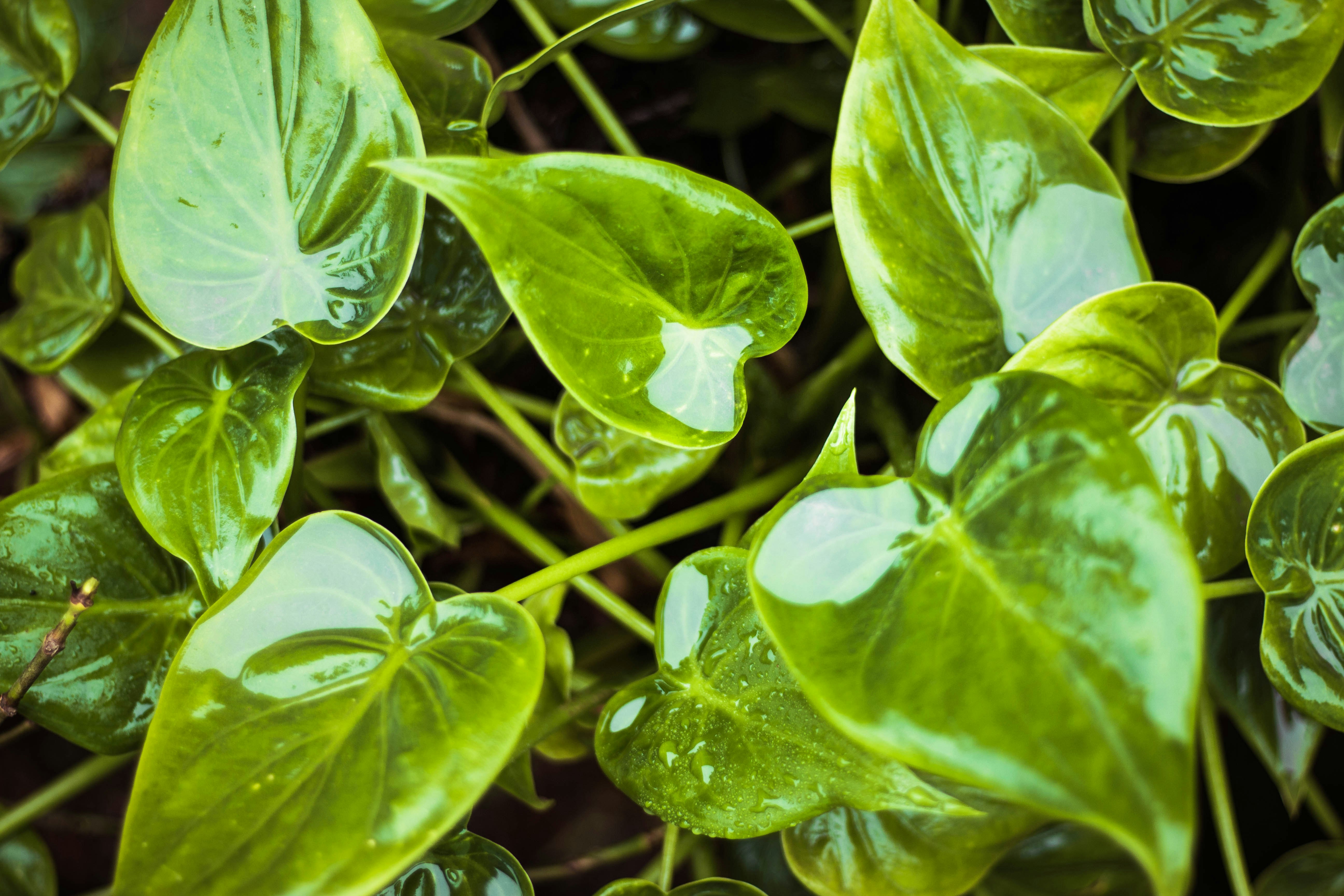 green-leafed plant