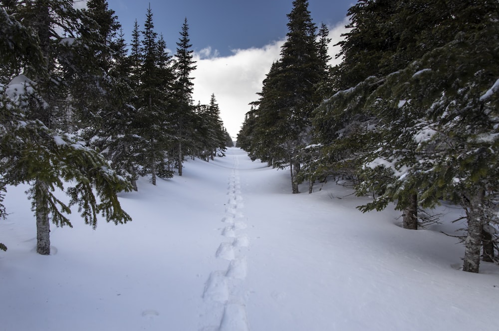 footstep on snow surrounded by snow covered trees