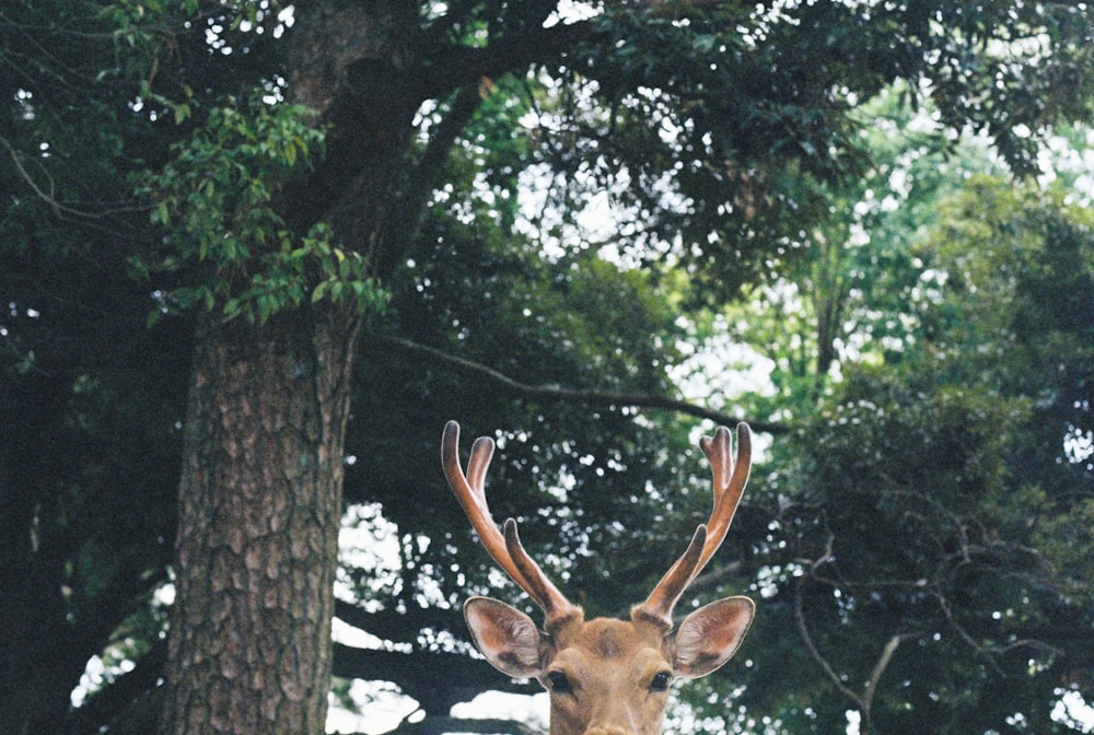 brown deer