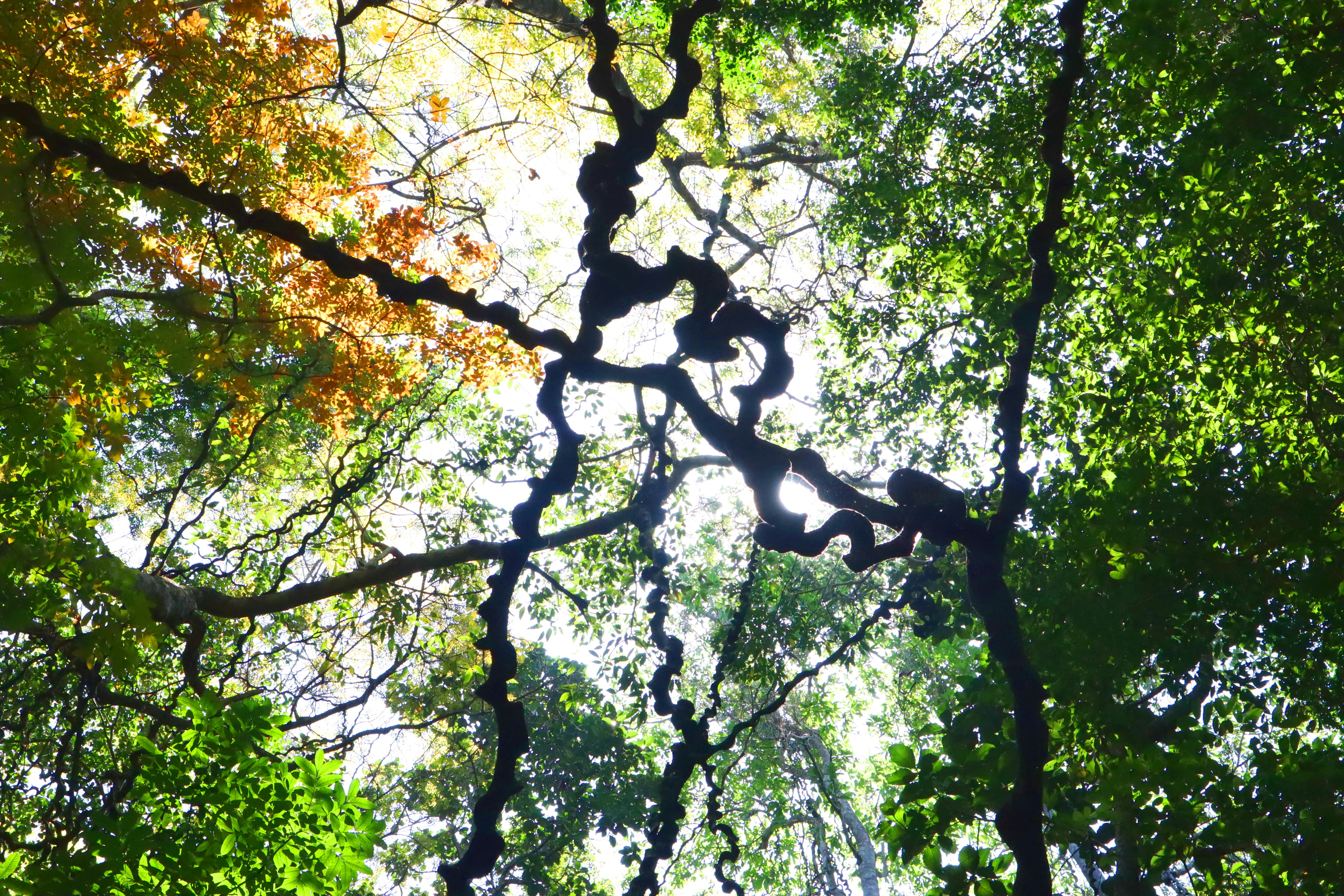 Дубовый воздух. Дуб черешчатый листок. Дубовый воздух. Дерево с лианами на шри ланке. Дуб черешчатый лист.