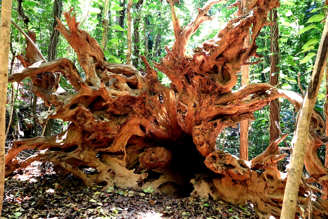 Животный какой корень. Хвойные деревья Шри-Ланка. Дерево с красным стволом. Красное дерево из Шри Ланка. Животные корень.