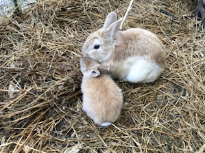 Two rabbits, one adult and one baby, are sitting close together in a bed of straw. The adult rabbit is gently nuzzling the smaller one, creating a tender and nurturing scene. Both rabbits have light brown fur with white patches, and they are surrounded by dry, yellowish straw.
