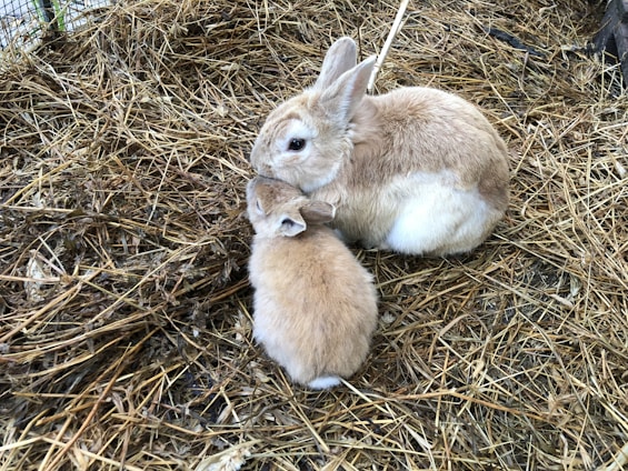 Two rabbits, one adult and one baby, are sitting close together in a bed of straw. The adult rabbit is gently nuzzling the smaller one, creating a tender and nurturing scene. Both rabbits have light brown fur with white patches, and they are surrounded by dry, yellowish straw.