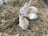 Two rabbits, one adult and one baby, are sitting close together in a bed of straw. The adult rabbit is gently nuzzling the smaller one, creating a tender and nurturing scene. Both rabbits have light brown fur with white patches, and they are surrounded by dry, yellowish straw.