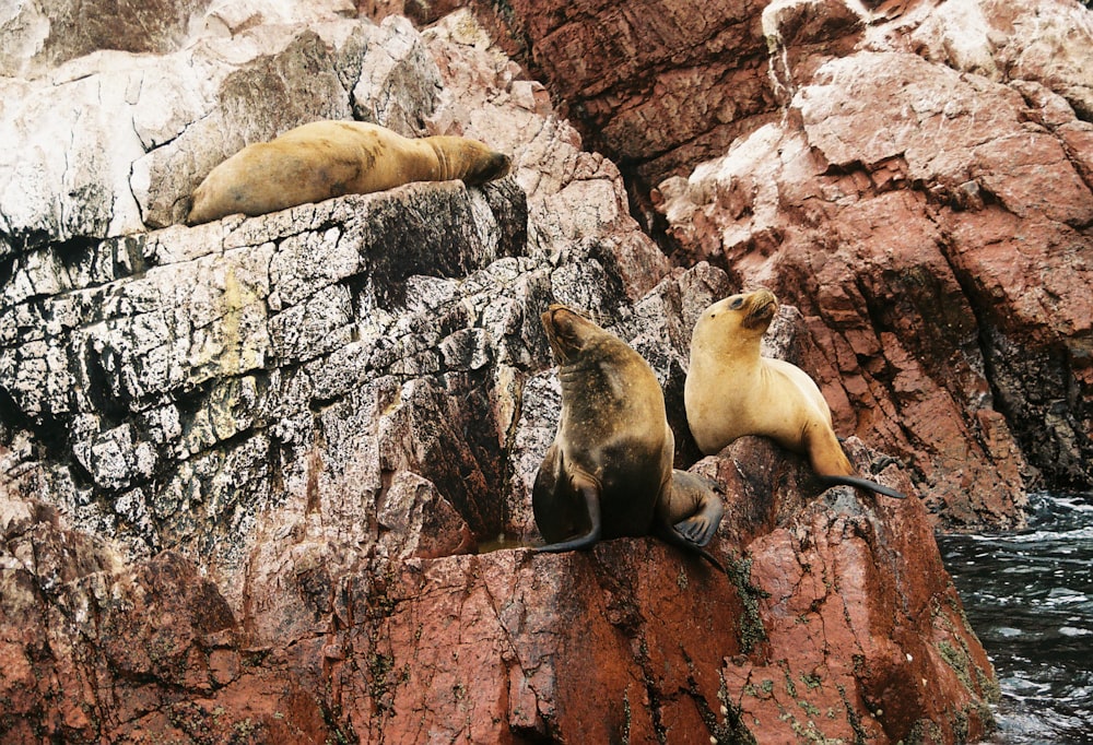 three brown sealions