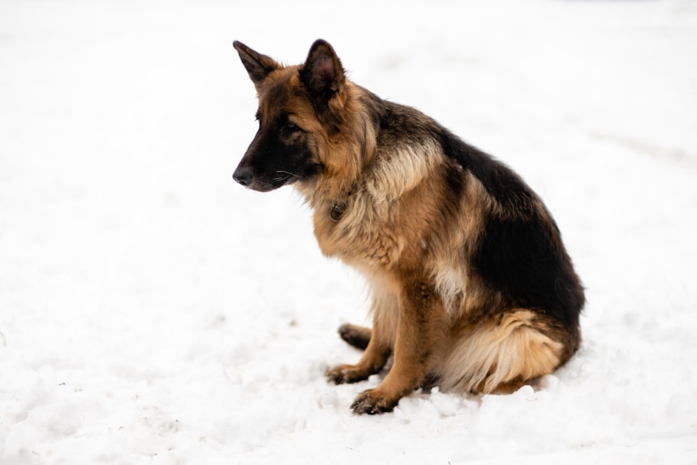 tan and black German Shepherd sitting on snow