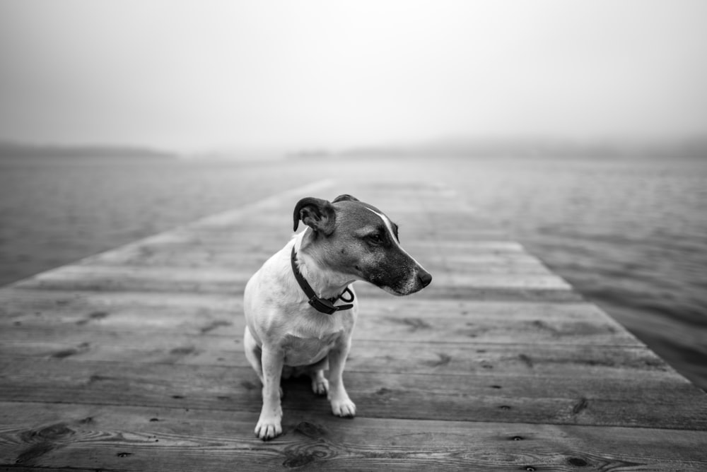 grayscale photo of dog sitting on boardwalk