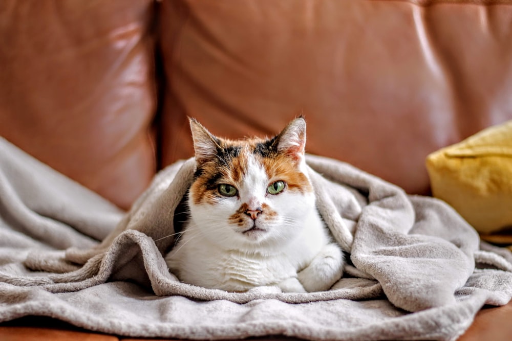 毛布で覆われたペットの猫